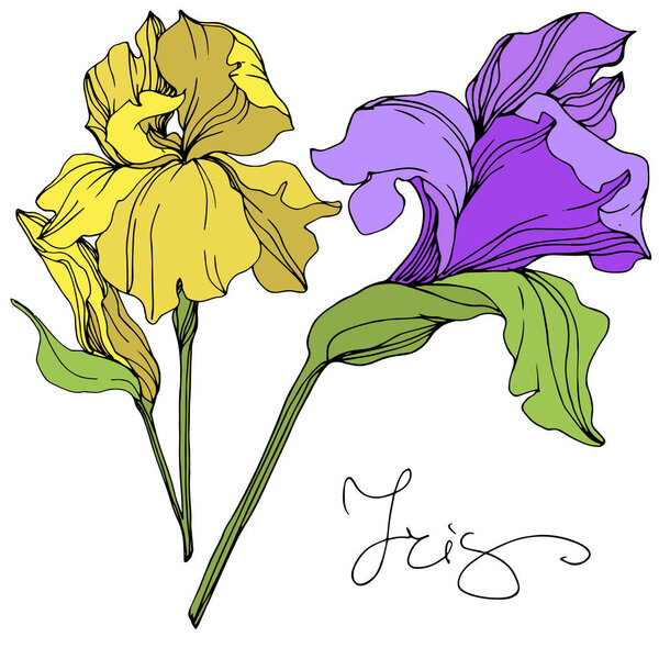 Vector yellow and purple isolated irises illustration on white background