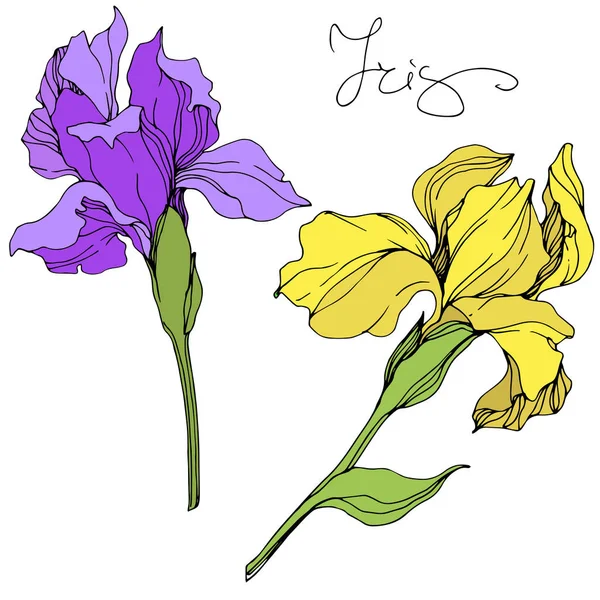 Vector Yellow Purple Isolated Irises Illustration White Background — Stock Vector