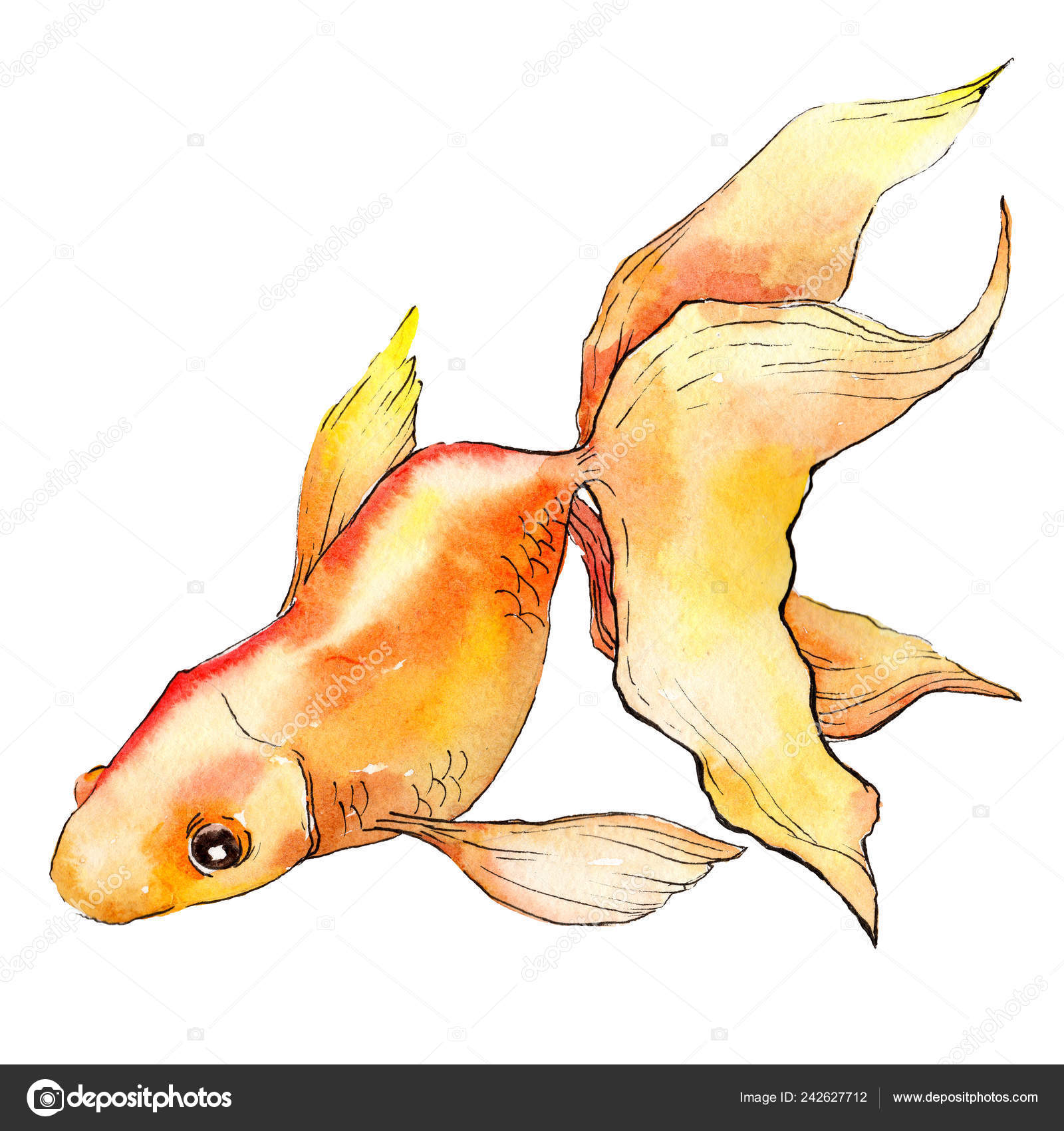 Watercolor Goldfish Watercolor Aquatic Colorful Goldfish Isolated