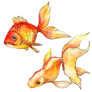 Sulu boya su renkli goldfishes beyaz resimde unsurlar üzerinde izole.