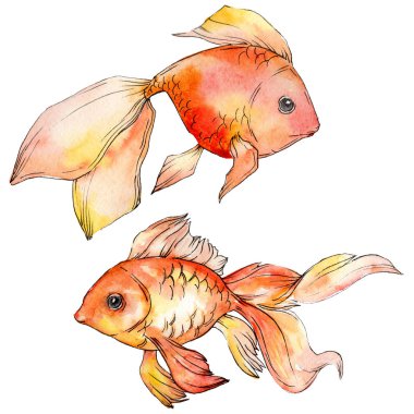 Sulu boya su renkli goldfishes beyaz resimde unsurlar üzerinde izole.