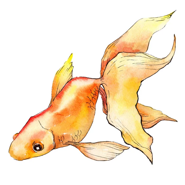 Aquarel Aquatische Kleurrijke Goldfish Geïsoleerd Witte Afbeelding Element — Stockfoto