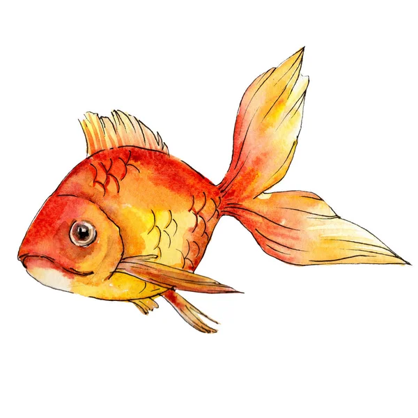 Aquarelle Poisson Rouge Aquatique Coloré Isolé Sur Élément Illustration Blanc — Photo