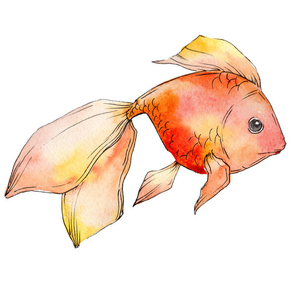 Акварельная красочная золотая рыбка, выделенная на белом иллюстрационном элементе
.