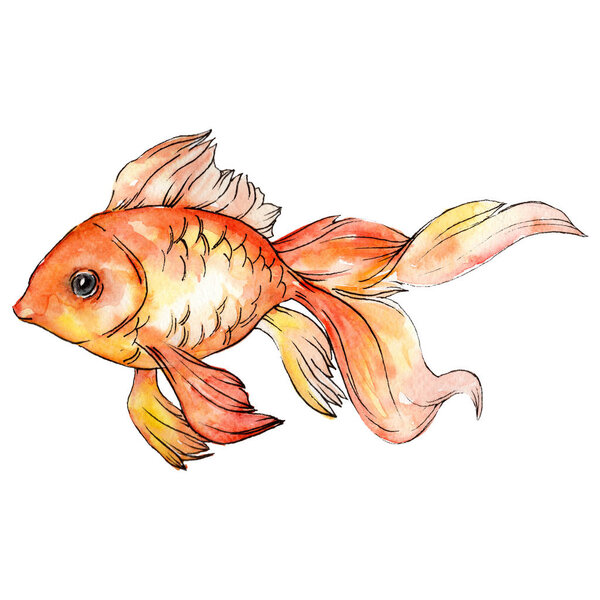 Watercolor aquatic colorful goldfish isolated on white illustration element.