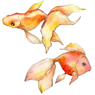 Sulu boya su renkli goldfishes beyaz resimde unsurlar üzerinde izole.