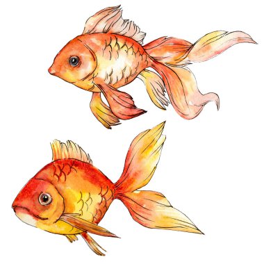 Sulu boya su renkli goldfishes beyaz resimde unsurlar üzerinde izole.