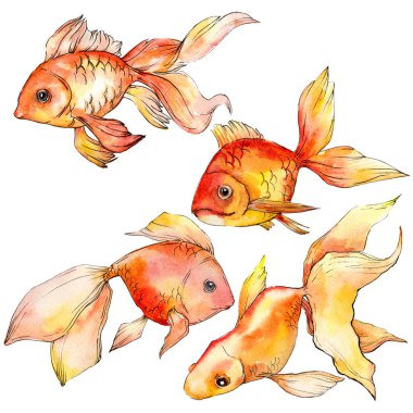 Sulu boya su renkli goldfishes beyaz resimde unsurlar üzerinde izole.