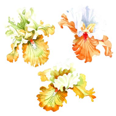 Turuncu beyaz Iris botanik çiçek. Vahşi bahar yaprak izole kır çiçeği. Suluboya arka plan illüstrasyon küme. Suluboya çizim moda aquarelle. İzole Iris resim öğesi.