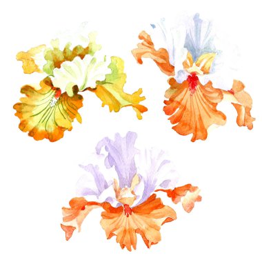 Turuncu beyaz Iris botanik çiçek. Vahşi bahar yaprak izole kır çiçeği. Suluboya arka plan illüstrasyon küme. Suluboya çizim moda aquarelle. İzole Iris resim öğesi.