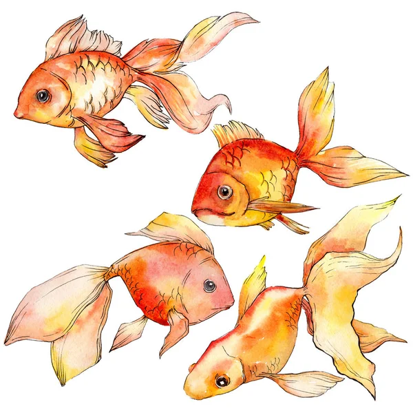 Sulu Boya Renkli Goldfishes Beyaz Resimde Unsurlar Üzerinde Izole — Stok fotoğraf