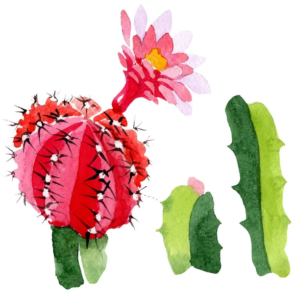 Cactus Verdes Rojos Aislados Blanco Acuarela Fondo Ilustración Conjunto —  Fotos de Stock