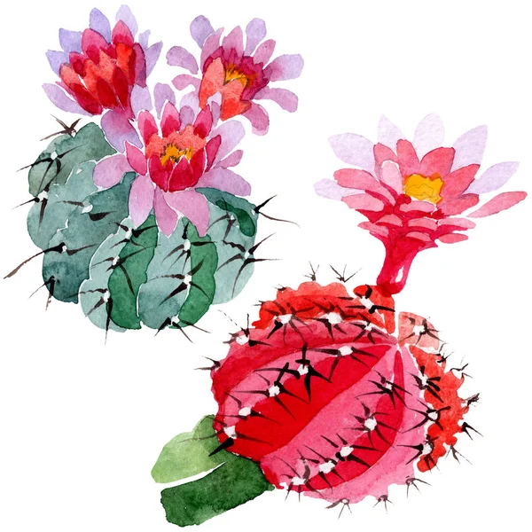 Cactus Vert Rouge Isolés Sur Blanc Ensemble Illustration Fond Aquarelle — Photo