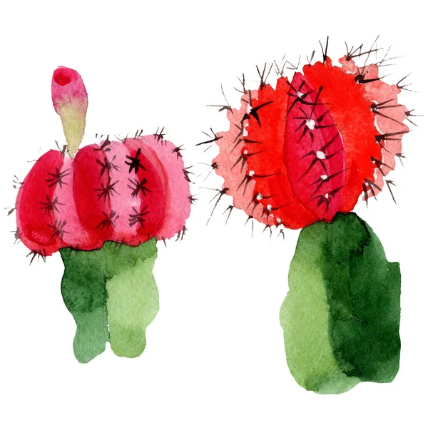 Cactus Verdes Rojos Aislados Blanco Acuarela Fondo Ilustración Conjunto — Foto de Stock