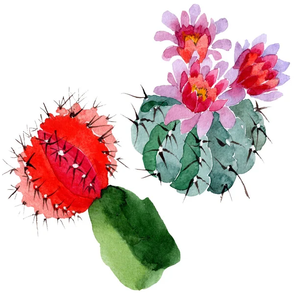 Cactus Vert Rouge Isolés Sur Blanc Ensemble Illustration Fond Aquarelle — Photo