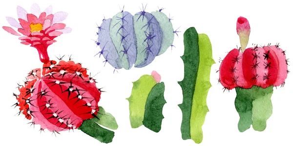 Green Red Cacti Isolated White Watercolor Background Illustration Set — Stock Photo, Image