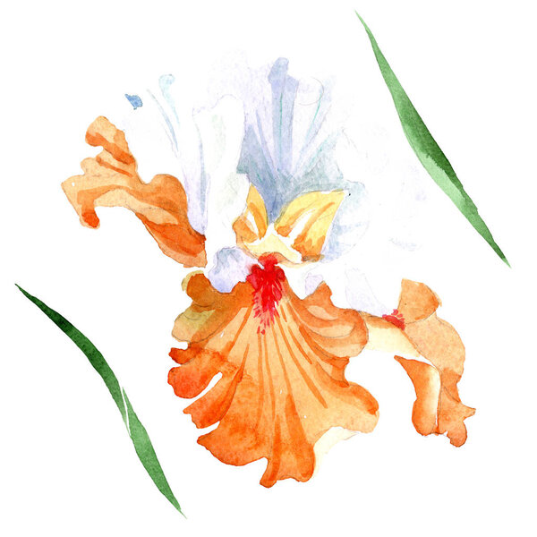 Orange white iris floral botanical flower. Wild spring leaf wildflower isolated. Watercolor background illustration set. Watercolour drawing fashion aquarelle. Isolated iris illustration element.