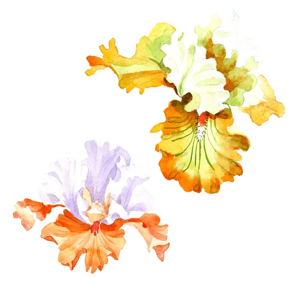 Orange White Iris Floral Botanical Flower Wild Spring Leaf Wildflower — Stock Photo, Image