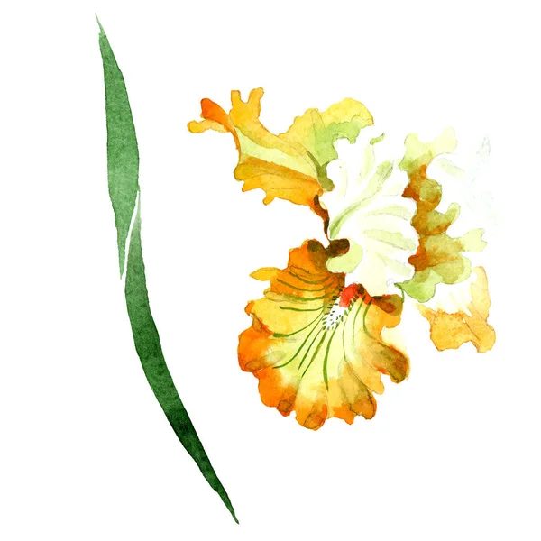 Orange White Iris Floral Botanical Flower Wild Spring Leaf Wildflower — Stock Photo, Image