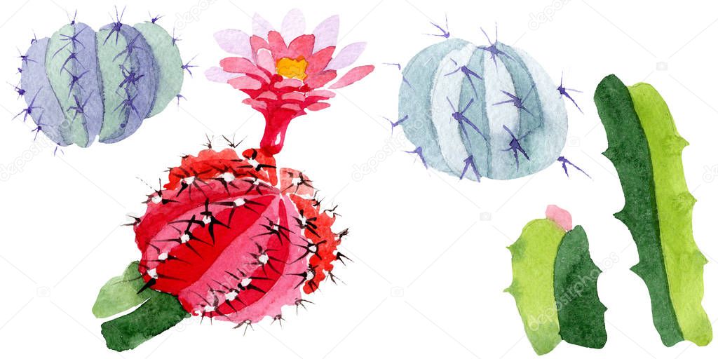 Green and red cacti isolated on white. Watercolor background illustration set. 