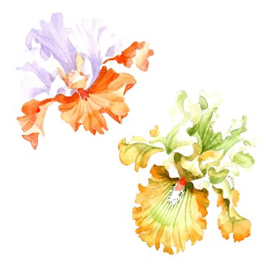 Turuncu beyaz Iris botanik çiçek. Vahşi bahar yaprak izole kır çiçeği. Suluboya arka plan illüstrasyon küme. Suluboya çizim moda aquarelle. İzole Iris resim öğesi.