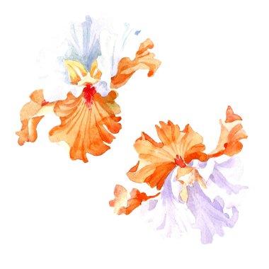 Turuncu beyaz Iris botanik çiçek. Vahşi bahar yaprak izole kır çiçeği. Suluboya arka plan illüstrasyon küme. Suluboya çizim moda aquarelle. İzole Iris resim öğesi.
