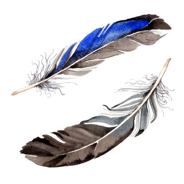 Watercolor blue and black bird feather from wing isolated. Aquarelle feather for background. Watercolour drawing fashion. Isolated feathers illustration element. clipart