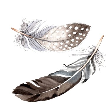 Suluboya mavi ve siyah kuş tüyü izole Wing. Aquarelle tüy arka plan için. Suluboya çizim moda. İzole tüyler illüstrasyon öğesi.