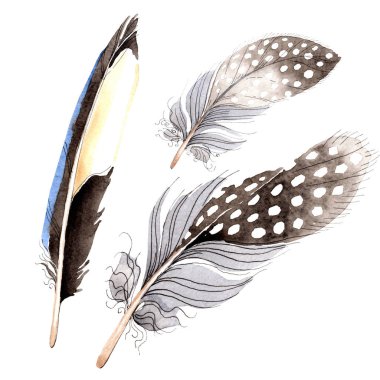 Suluboya mavi ve siyah kuş tüyü izole Wing. Aquarelle tüy arka plan için. Suluboya çizim moda. İzole tüyler illüstrasyon öğesi.