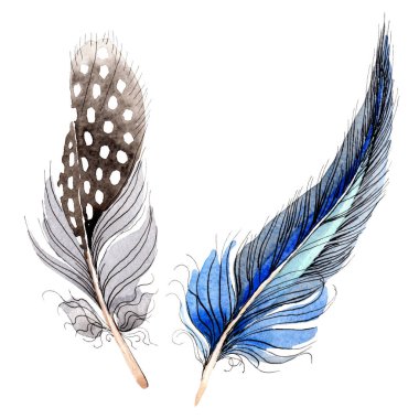 Watercolor blue and black bird feather from wing isolated. Aquarelle feather for background. Watercolour drawing fashion. Isolated feathers illustration element. clipart