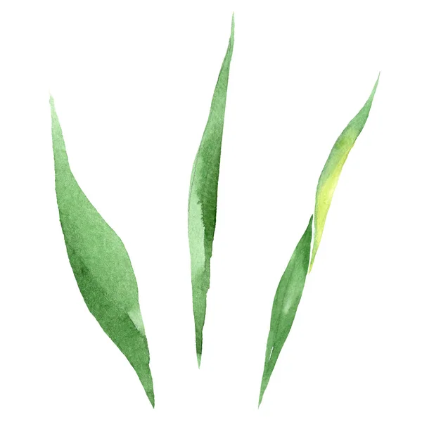 Ірис Зелений Лист Квіткові Ботанічні Квітка Дикі Весна Leaf Wildflower — стокове фото
