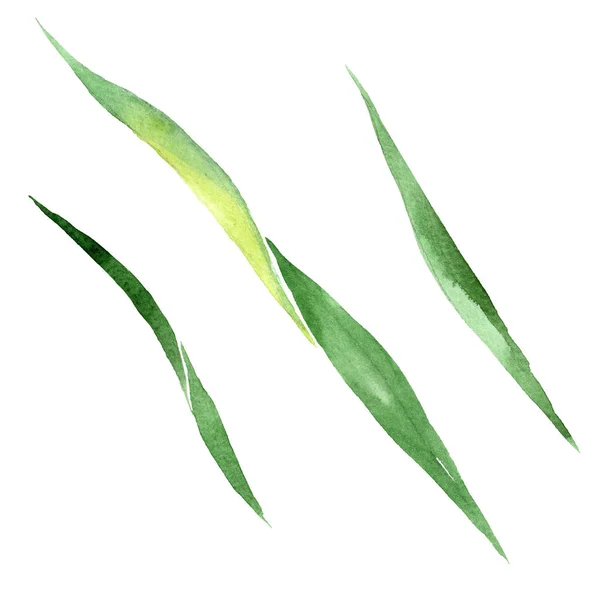 Iris green leaf floral botanical flower. Wild spring leaf wildflower isolated. Watercolor background illustration set. Watercolour drawing fashion aquarelle. Isolated leaf illustration element.