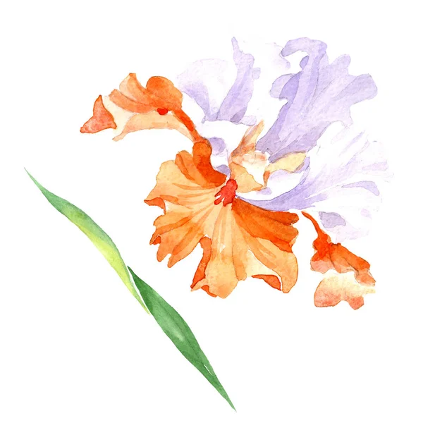 Orange White Iris Floral Botanical Flower Wild Spring Leaf Wildflower — Stock Photo, Image