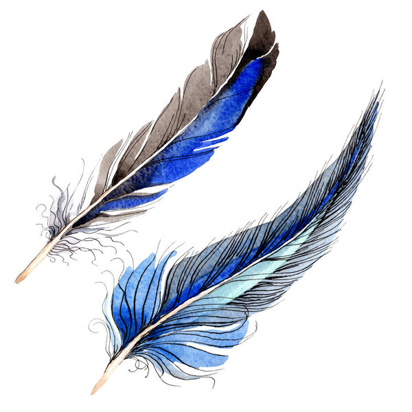 Акварель голубое и черное птичье перо из крыла изолированы. Перо аквареля для заднего плана. Мода на акварель. Изолированные перья
.