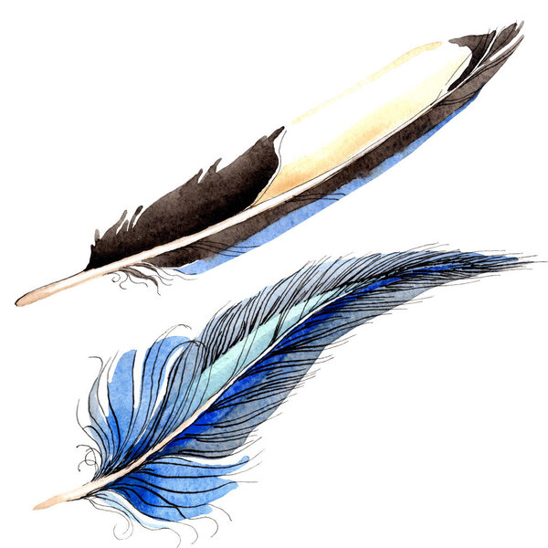 Watercolor blue and black bird feather from wing isolated. Aquarelle feather for background. Watercolour drawing fashion. Isolated feathers illustration element.
