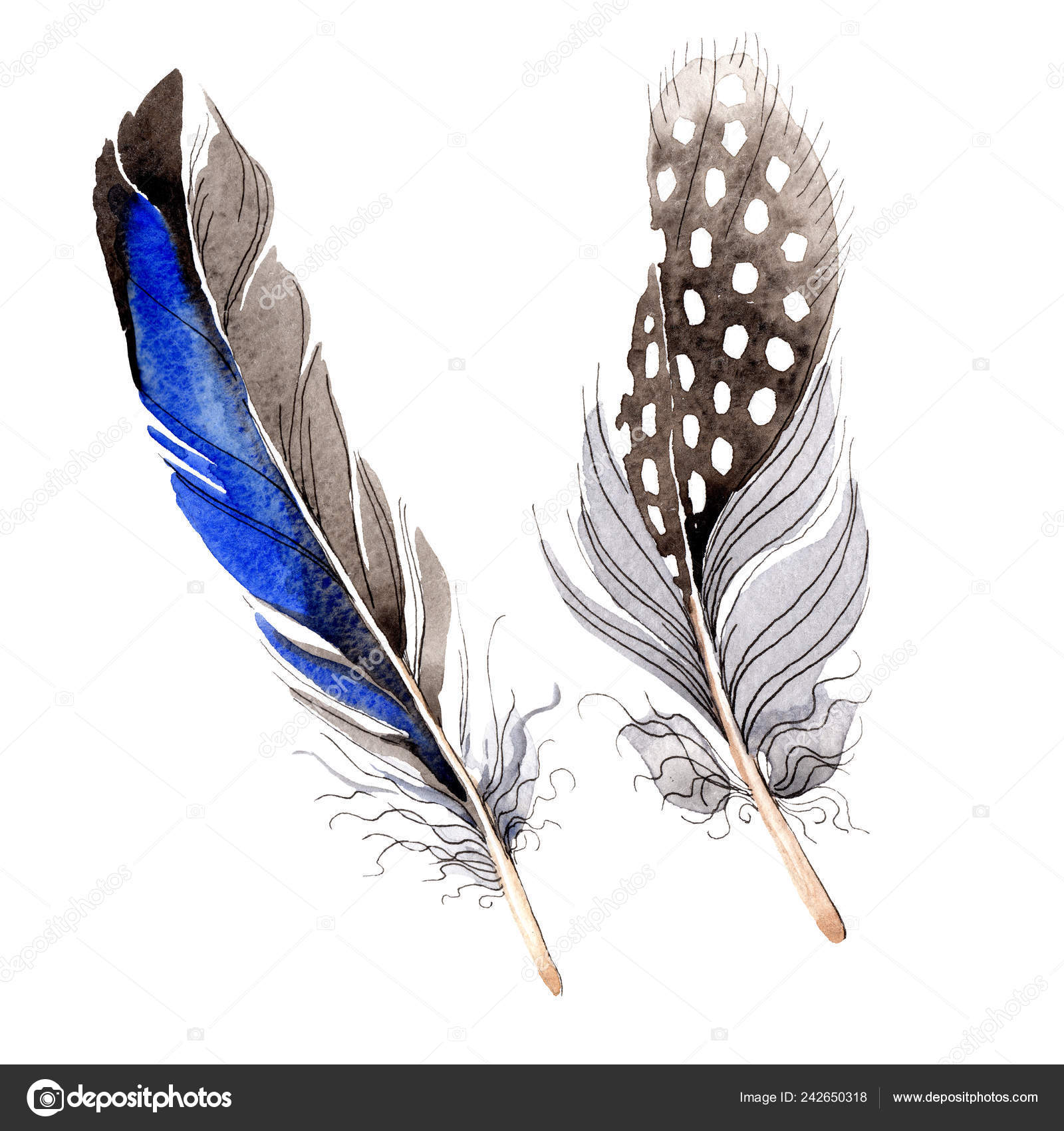 Acuarela Pluma Pájaro Azul Negro Ala Aislada Pluma Aquarelle Para: fotografía de stock © AndreYanush #242650318 | Depositphotos Acuarela Pluma Pájaro Azul Negro Ala Aislada Pluma Aquarelle Para: fotografía de stock © AndreYanush #242650318 | Depositphotos