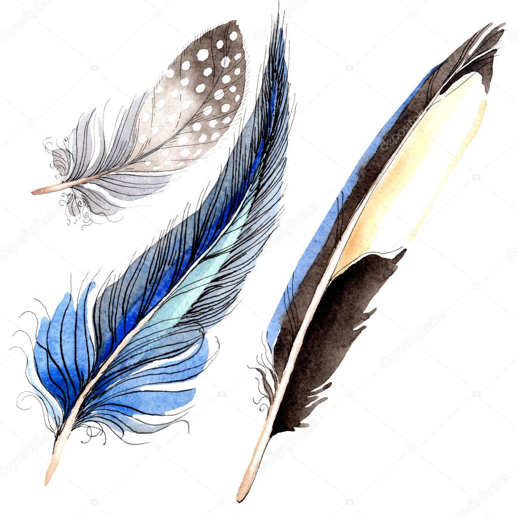 Watercolor blue and black bird feather from wing isolated. Aquarelle feather for background. Watercolour drawing fashion. Isolated feathers illustration element.