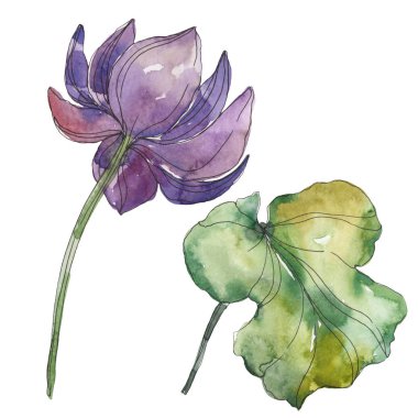 Mor lotus foral botanik çiçek. Vahşi bahar yaprak izole kır çiçeği. Suluboya arka plan illüstrasyon küme. Suluboya çizim moda aquarelle. İzole lotus illüstrasyon öğesi.