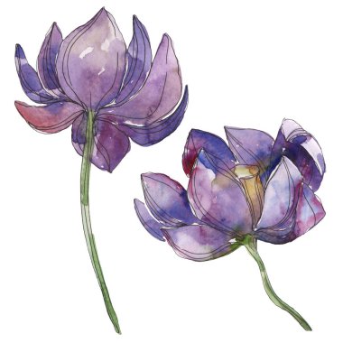Mor lotus foral botanik çiçek. Vahşi bahar yaprak izole kır çiçeği. Suluboya arka plan illüstrasyon küme. Suluboya çizim moda aquarelle. İzole lotus illüstrasyon öğesi.