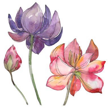 Pembe ve mor lotus foral botanik çiçek. Vahşi bahar yaprak izole kır çiçeği. Suluboya arka plan illüstrasyon küme. Suluboya çizim moda aquarelle. İzole lotus illüstrasyon öğesi.