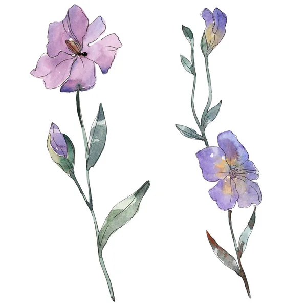 Lilla Hør Blomstret Botanisk Blomst Vilde Forårsblad Wildflower Isoleret Akvarel - Stock-foto