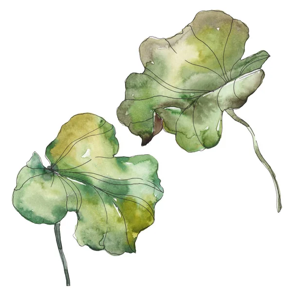 Lotus Foral Botanical Flower Wild Spring Leaf Wildflower Isolated Watercolor — Stock Photo, Image