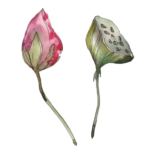 Roze Foral Botanische Lotusbloem Wild Voorjaar Blad Wildflower Geïsoleerd Aquarel — Stockfoto