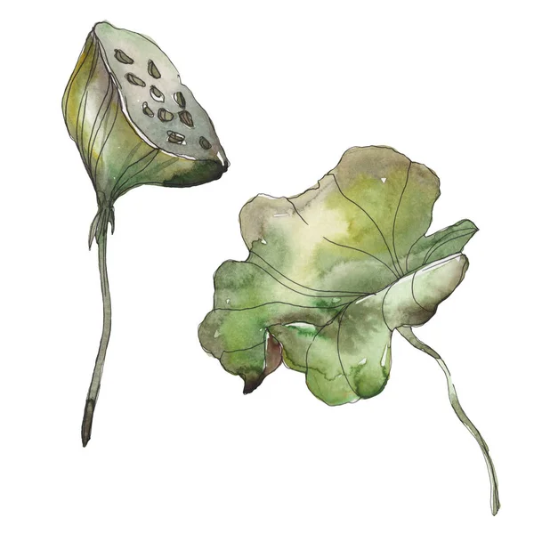 Lotus foral botanical flower. Wild spring leaf wildflower isolated. Watercolor background illustration set. Watercolour drawing fashion aquarelle. Isolated lotus illustration element.