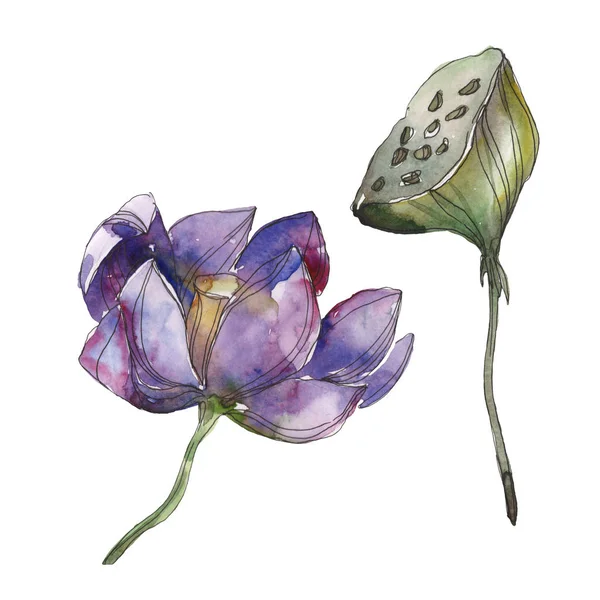 Purple Lotus Foral Botanical Flower Wild Spring Leaf Wildflower Isolated — Stock Photo, Image