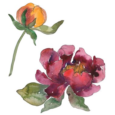 Sarı ve bordo peonies. Suluboya arka plan ayarlamak. İzole peonies resimde unsurlar.