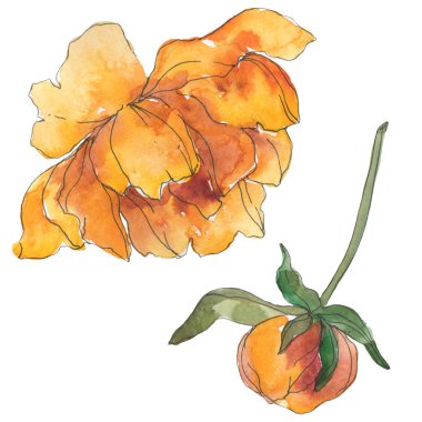 Sarı ve bordo şakayık botanik çiçek. Vahşi bahar yaprak izole kır çiçeği. Suluboya arka plan ayarlamak. Suluboya çizim moda aquarelle. İzole şakayık illüstrasyon öğesi.