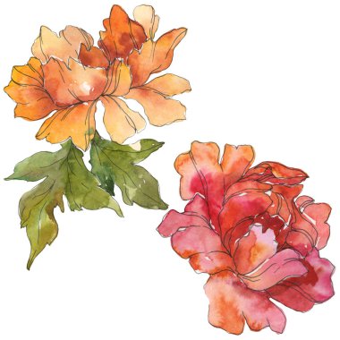 Sarı ve kırmızı üzerine beyaz izole peonies. Suluboya arka plan illüstrasyon küme. İzole şakayık resimde unsurlar.