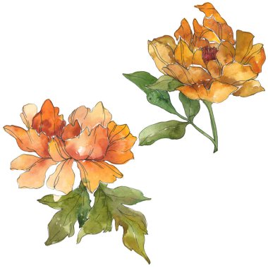 Beyaz izole sarı peonies. Suluboya arka plan illüstrasyon küme. İzole şakayık resimde unsurlar.