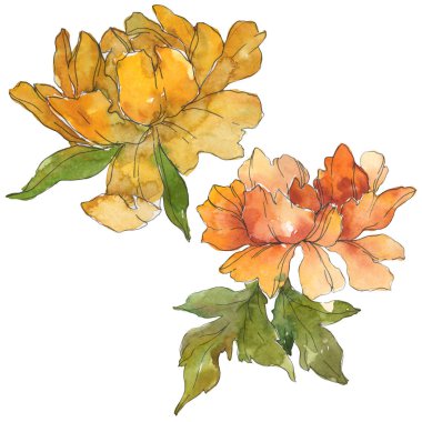 Beyaz izole sarı peonies. Suluboya arka plan illüstrasyon küme. İzole şakayık resimde unsurlar.